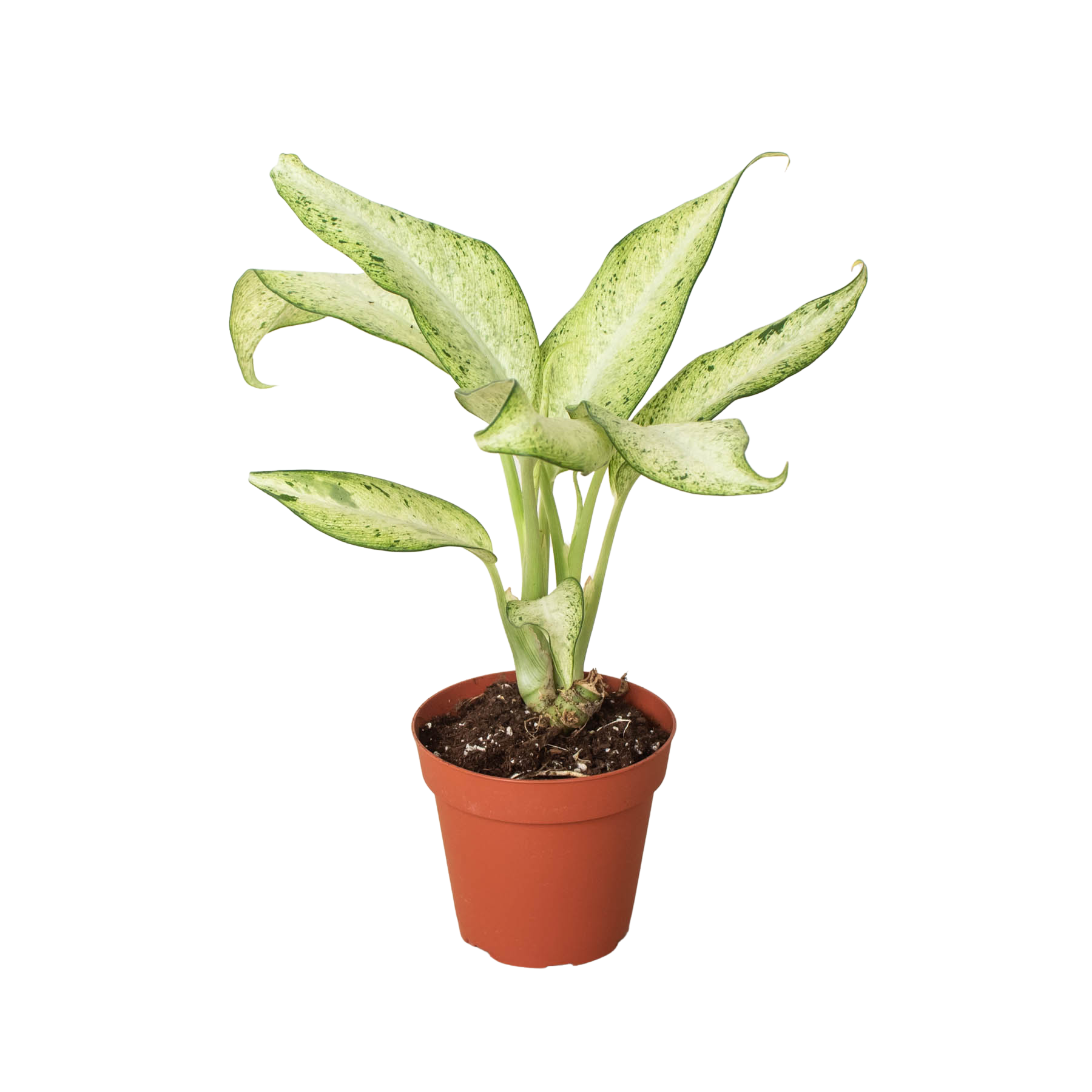 crystal from dieffenbachia Dieffenbachia 'Camouflage' – Sugar Leaf Crystals
