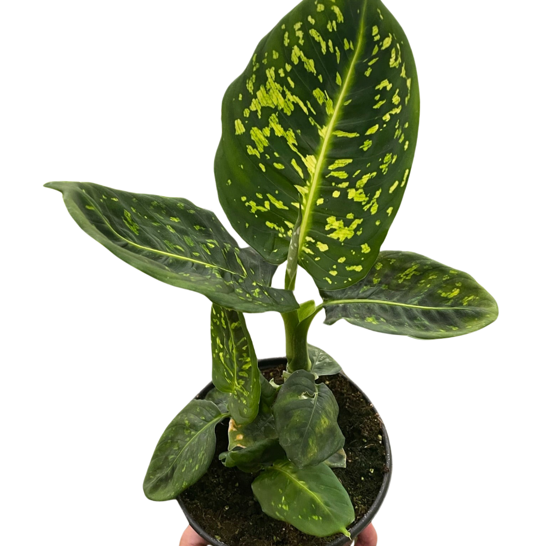 crystal from dieffenbachia Dieffenbachia 'Reflector' – Sugar Leaf Crystals
