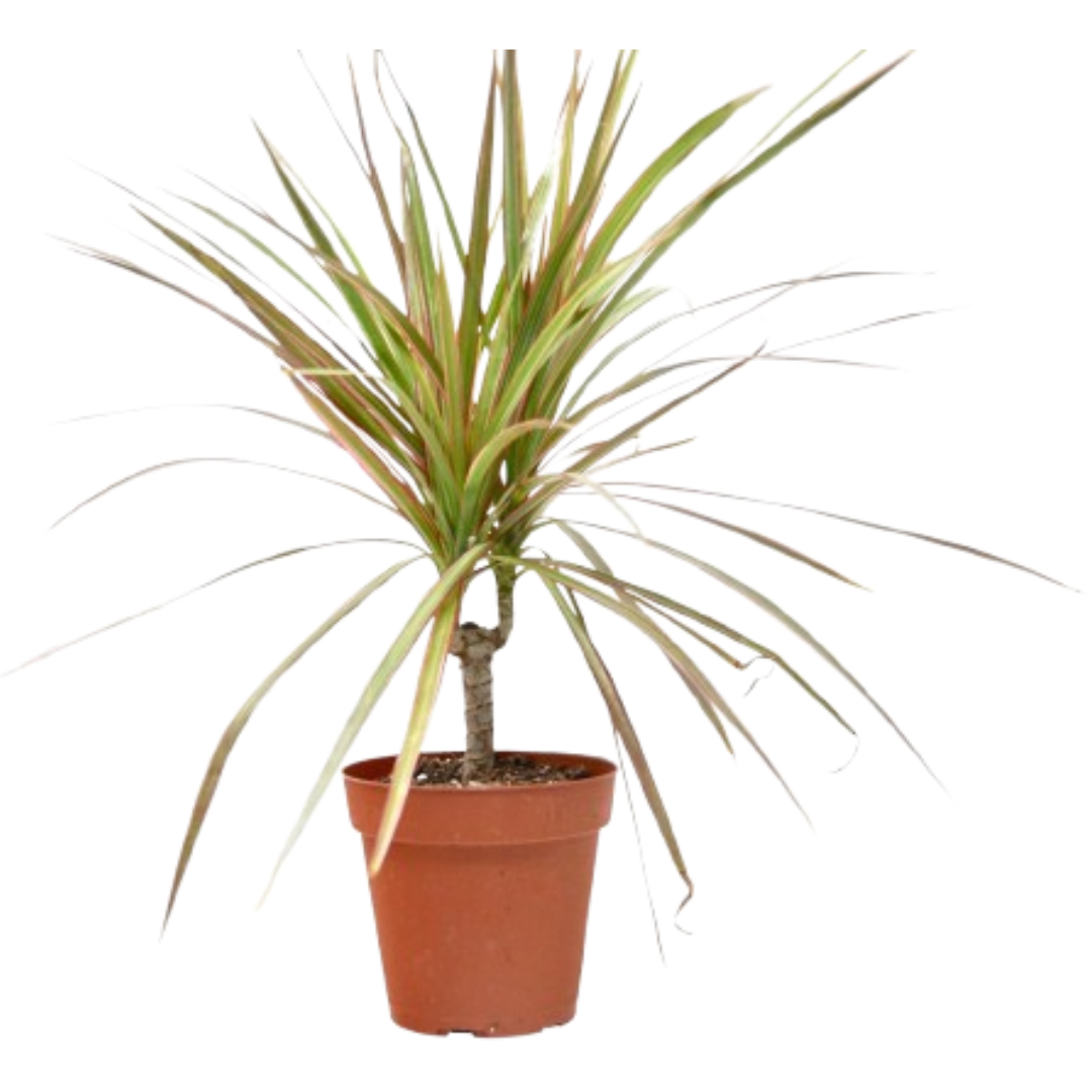 red-margined dracaena The Snobby Leaf | Dracaena 'Red Margined' - 4 inch Pot