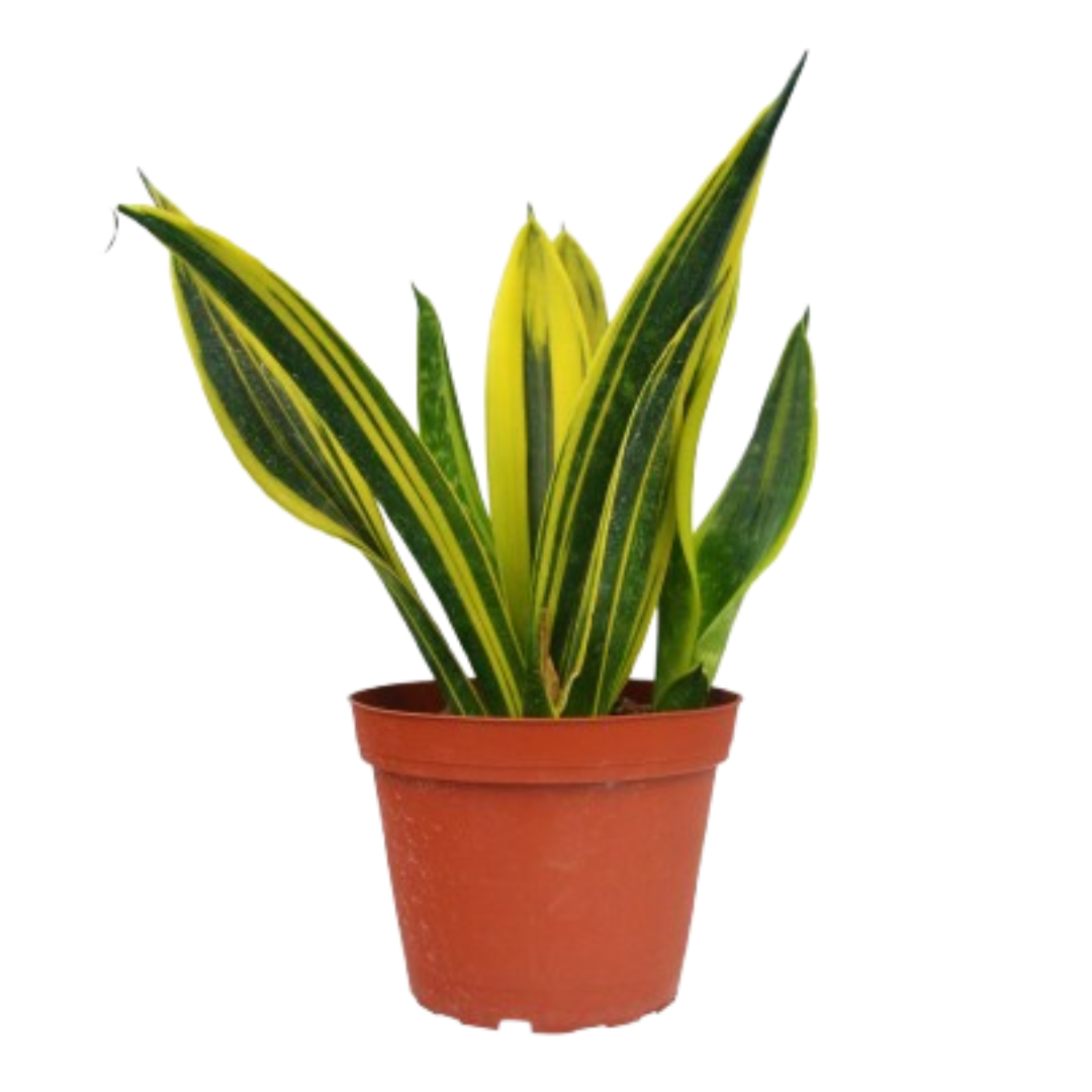 Snake 'Gold Flame' – Sugar Leaf Crystals