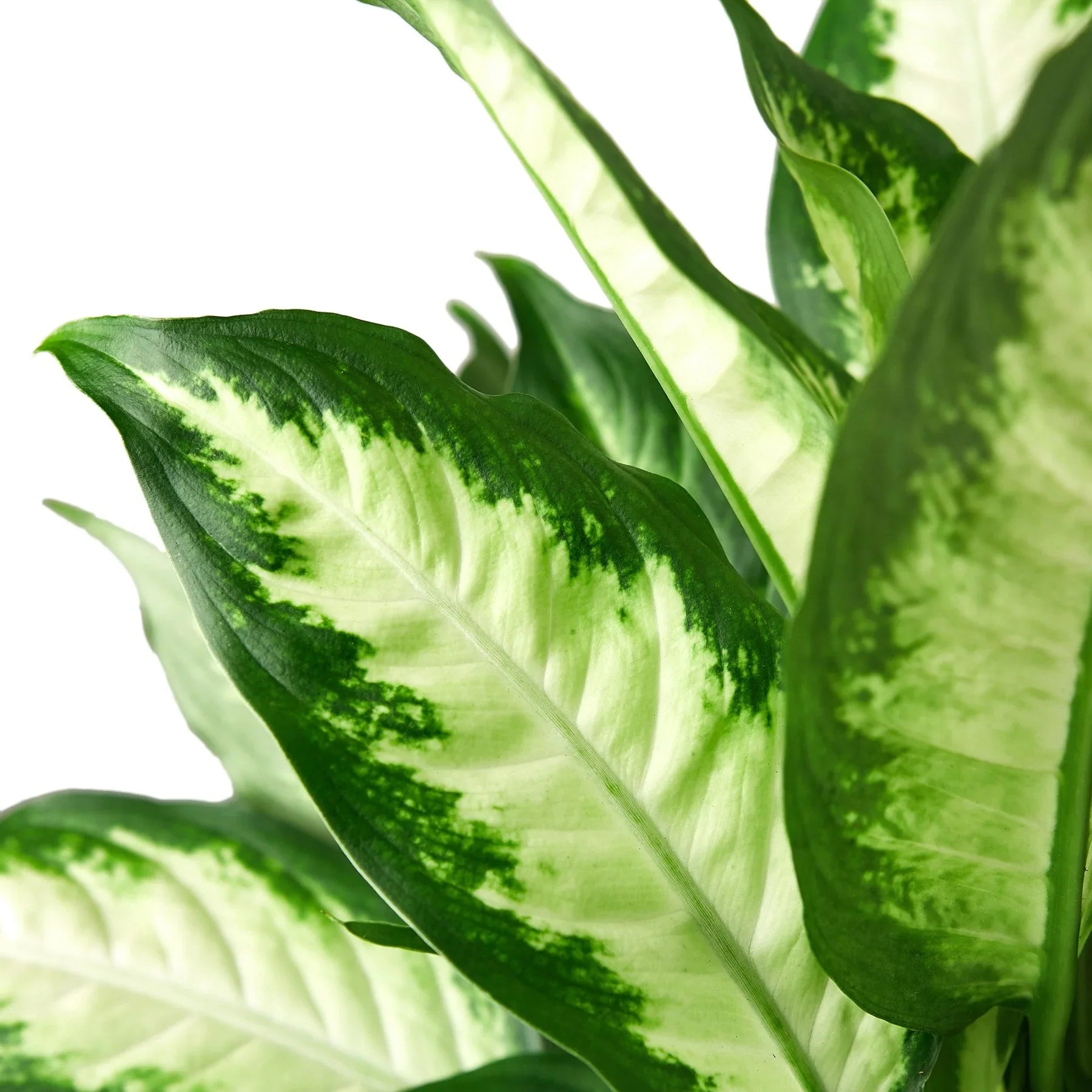 crystal from dieffenbachia Dieffenbachia Camille – Sugar Leaf Crystals