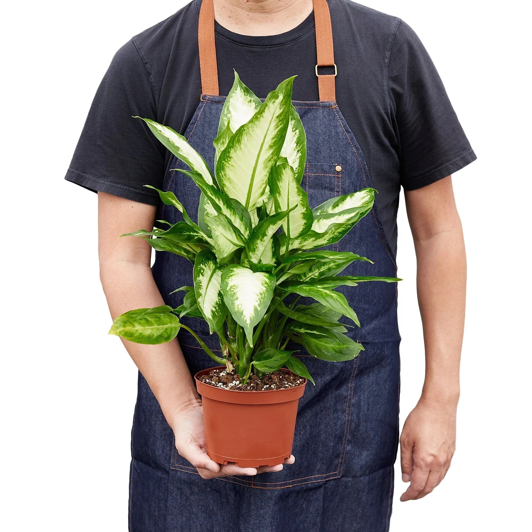 crystal from dieffenbachia Dieffenbachia Camille – Sugar Leaf Crystals