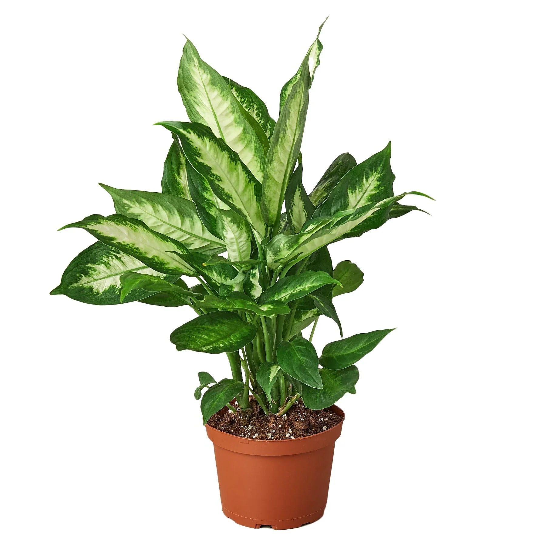 crystal from dieffenbachia Dieffenbachia Camille – Sugar Leaf Crystals