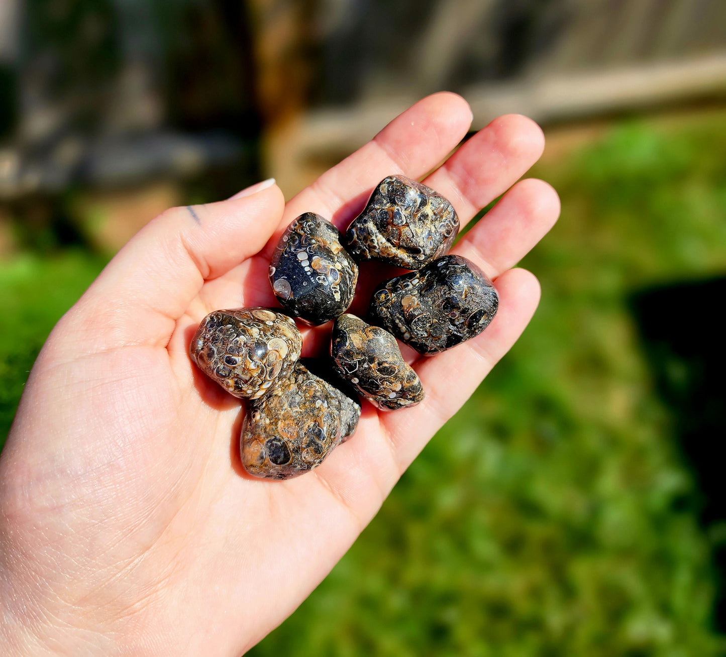 Turitella Agate Tumbles