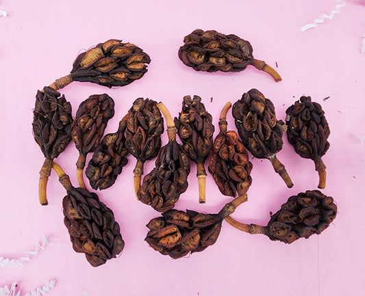 Magnolia Pods