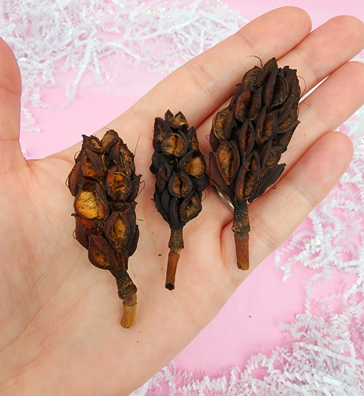 Magnolia Pods