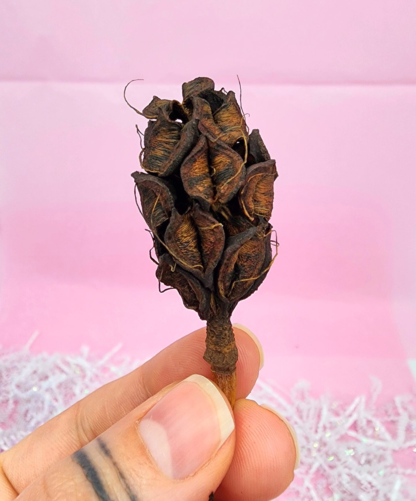 Magnolia Pods