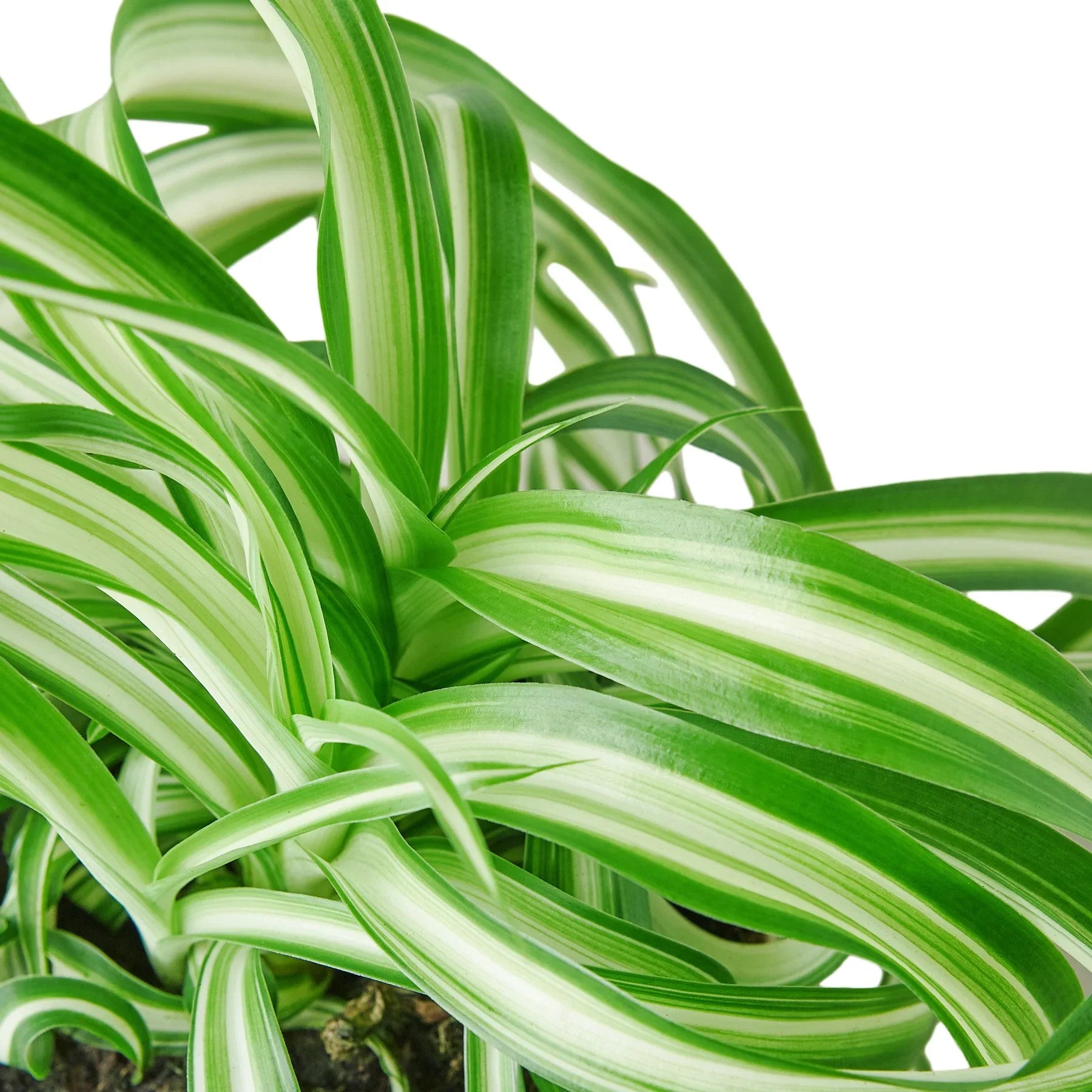 sugar for spider plants Spider Plant 'Bonnie' – Sugar Leaf Crystals