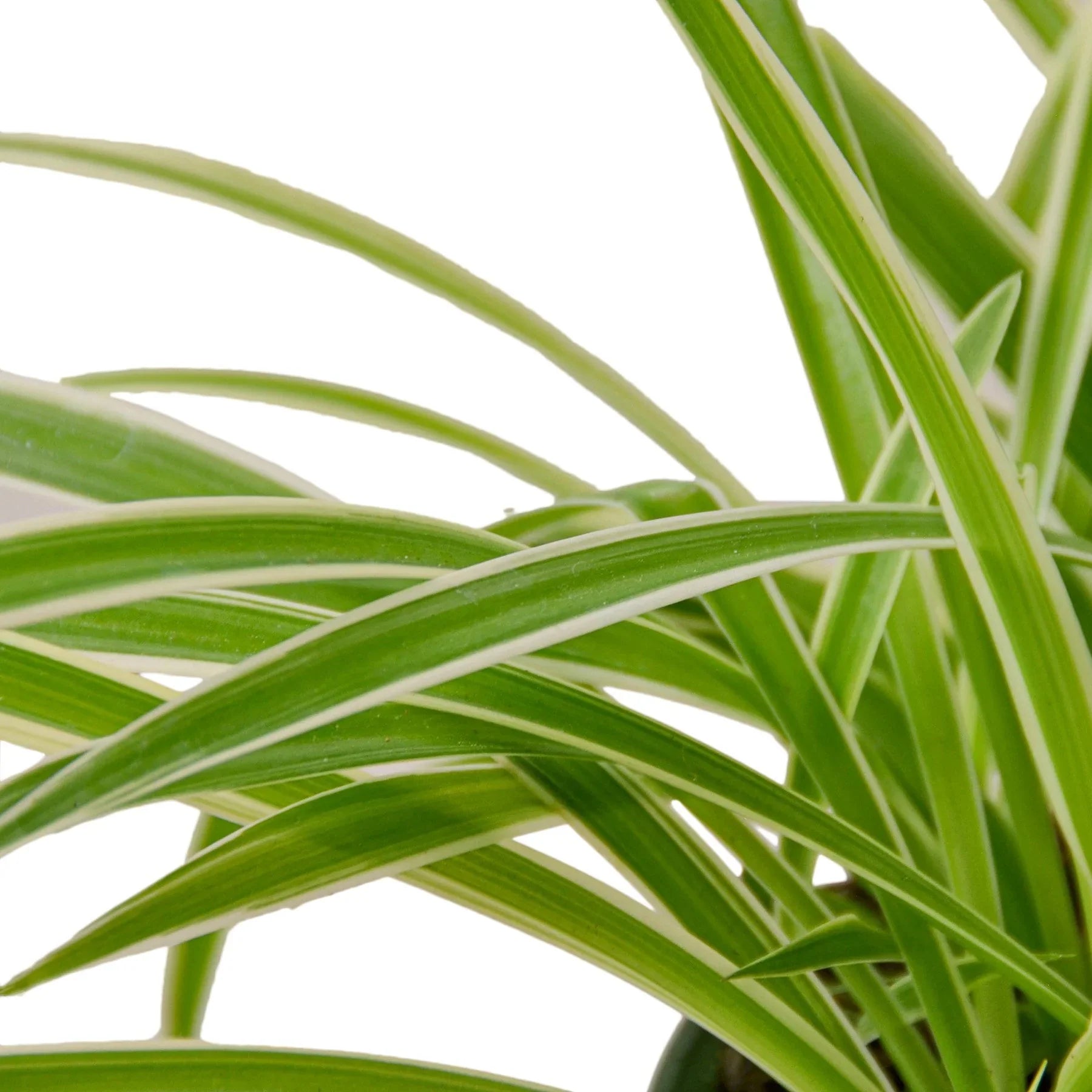 sugar for spider plants Spider Plant Reverse – Sugar Leaf Crystals