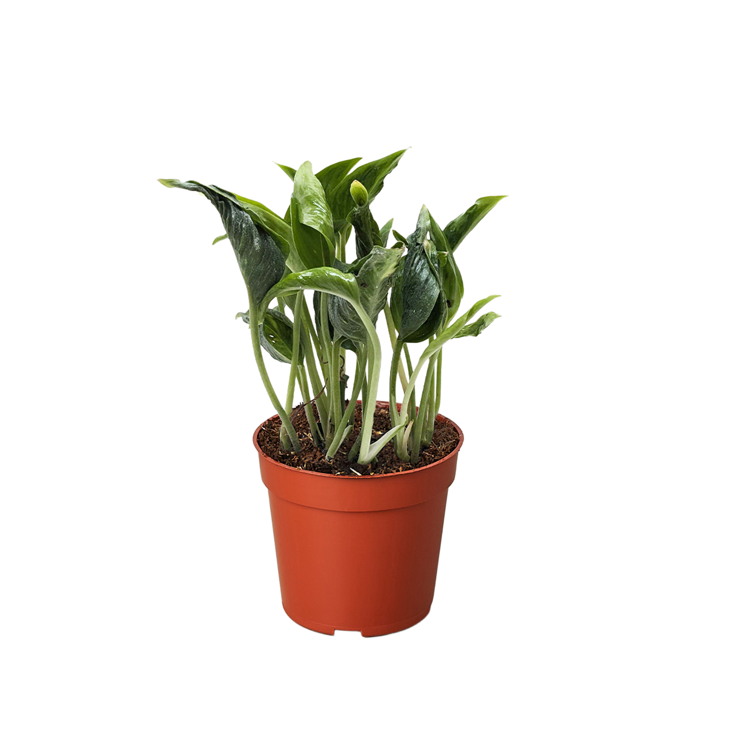 teruno shangri-la pothos Pothos 'Shangri La' – Sugar Leaf Crystals