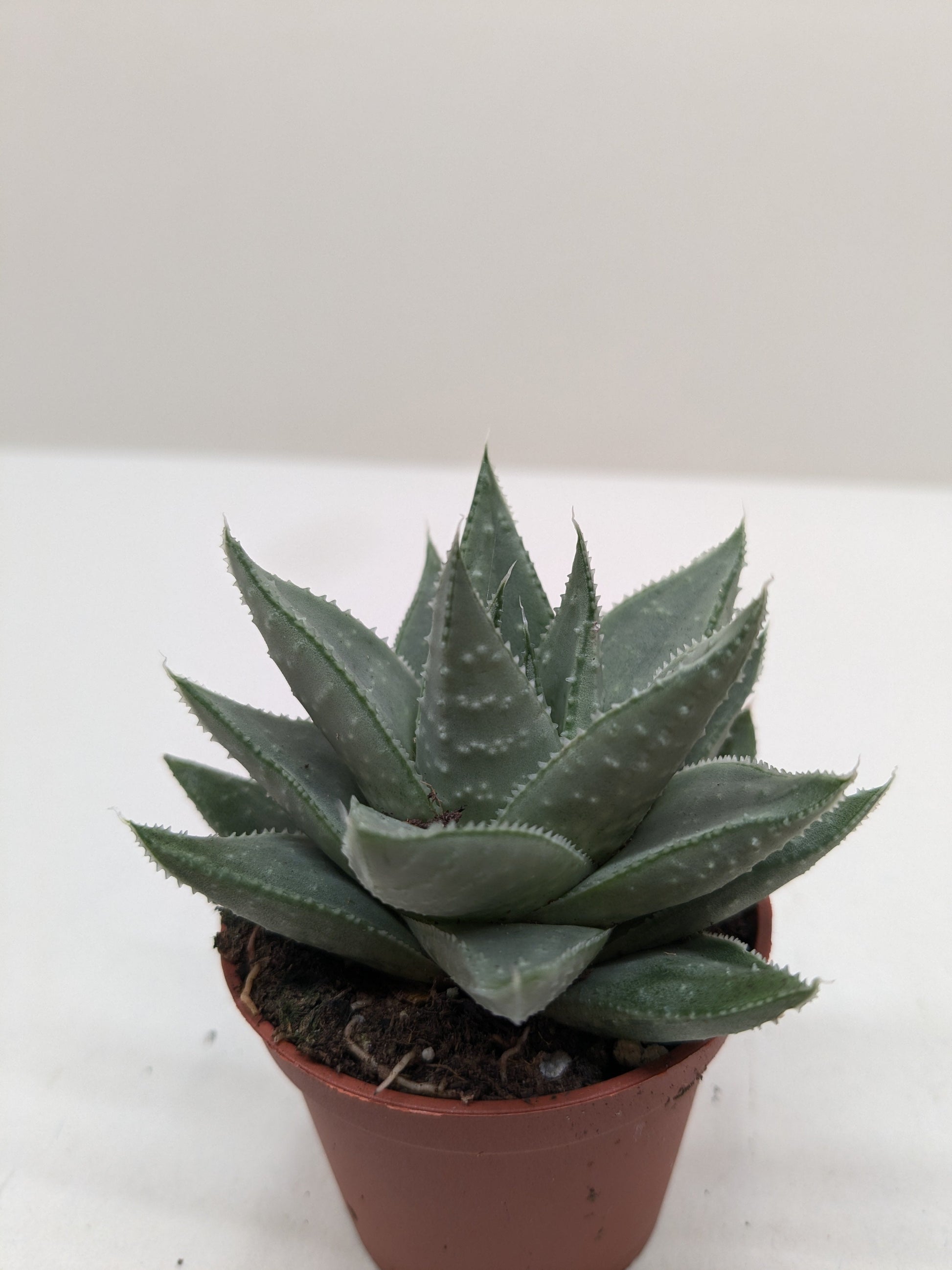 haworthia crystal succulent Succulent Haworthia Savanna – Sugar Leaf Crystals
