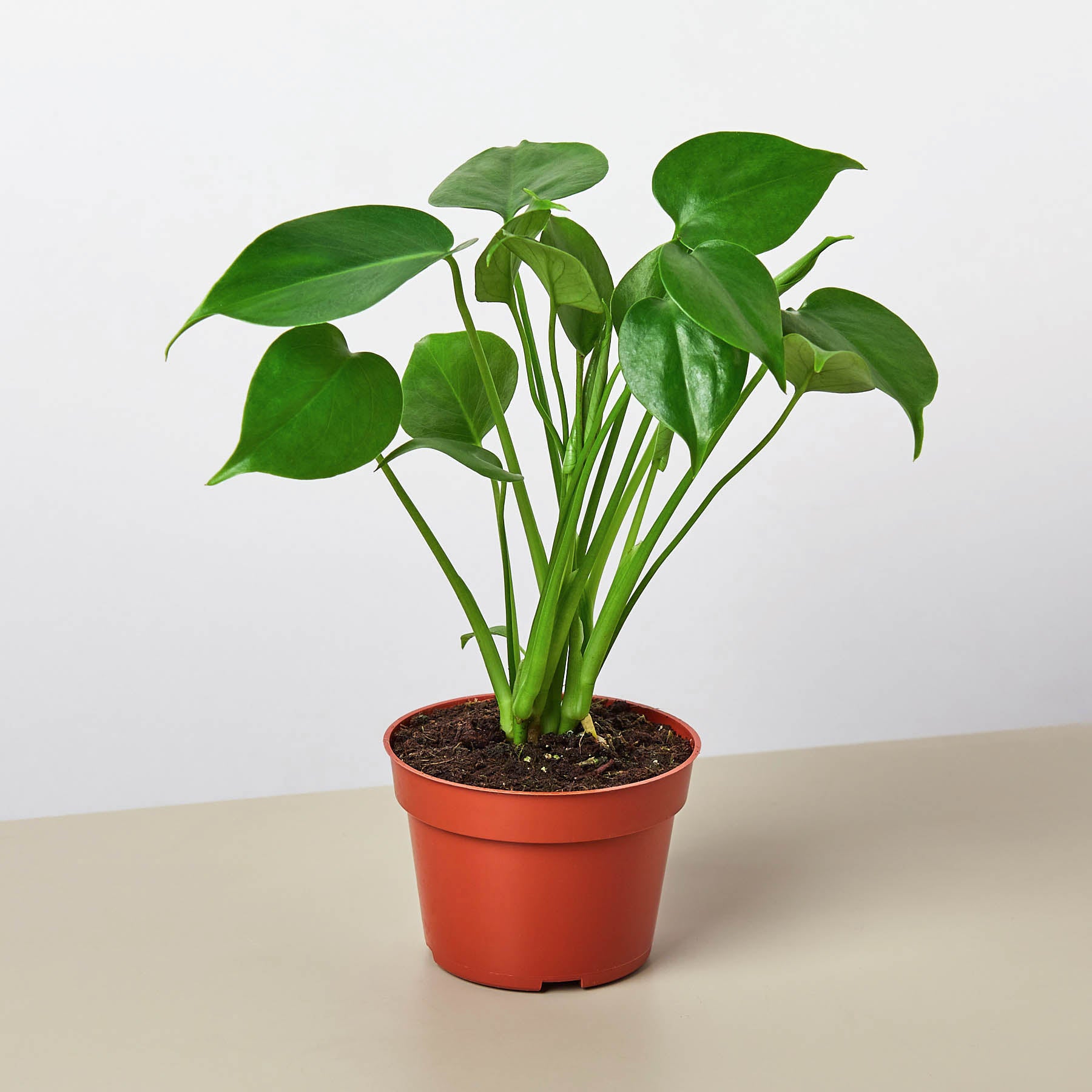 sugar water monstera plant Monstera Bundle – Sugar Leaf Crystals