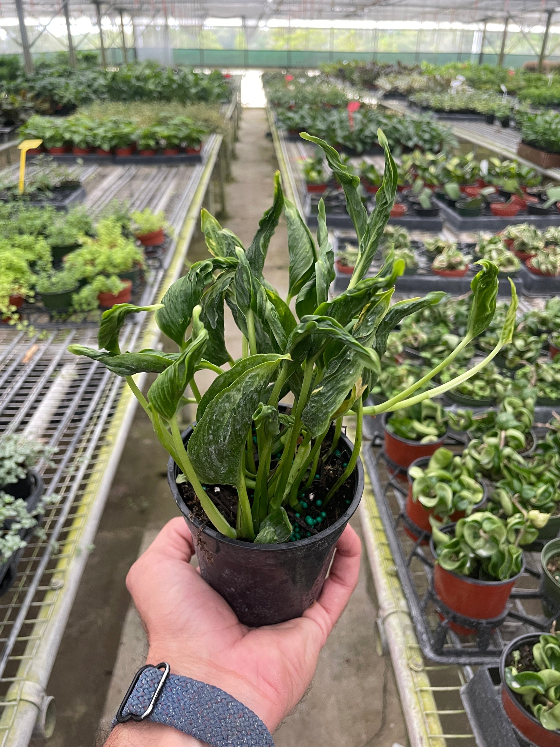 pothos shangri la Pothos 'Shangri La' – Sugar Leaf Crystals