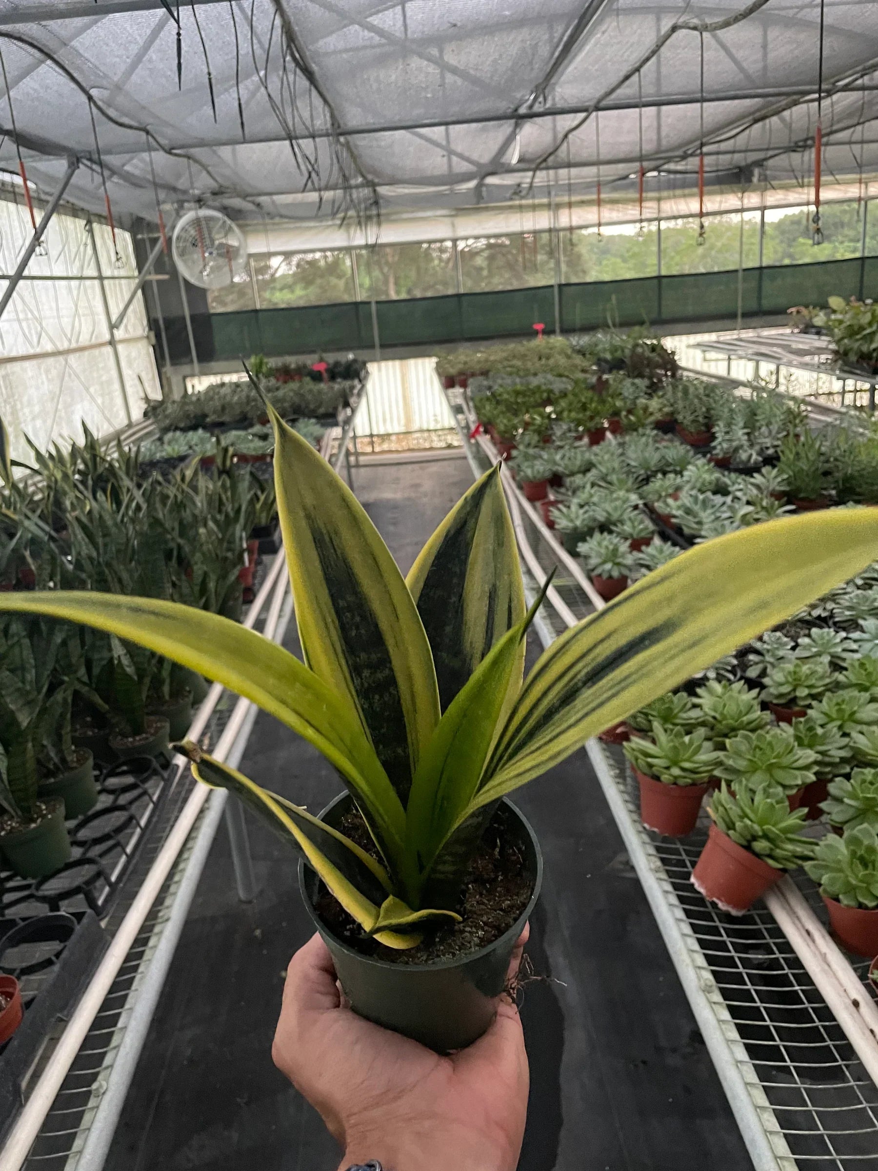 sansevieria trifasciata golden flame Snake 'Gold Flame' – Sugar Leaf Crystals