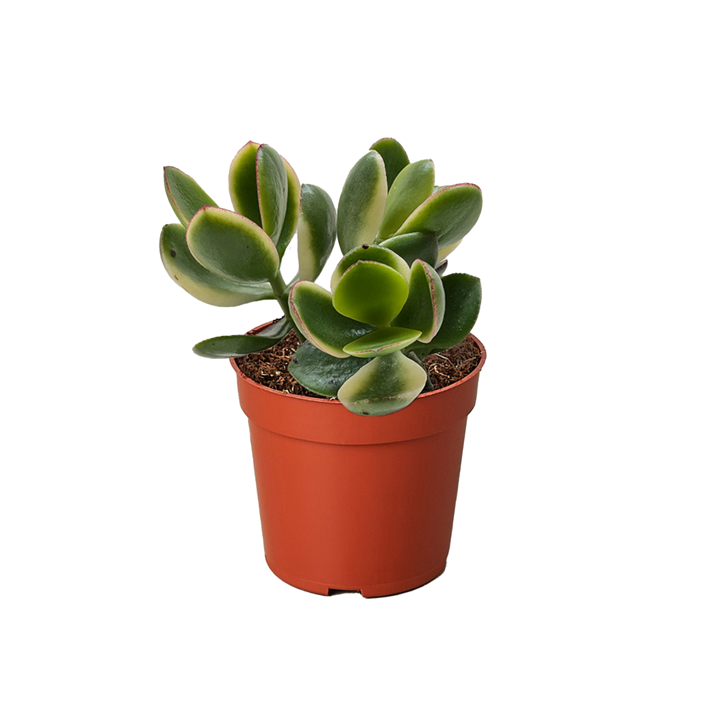 Succulent Crassula Jade Variegated