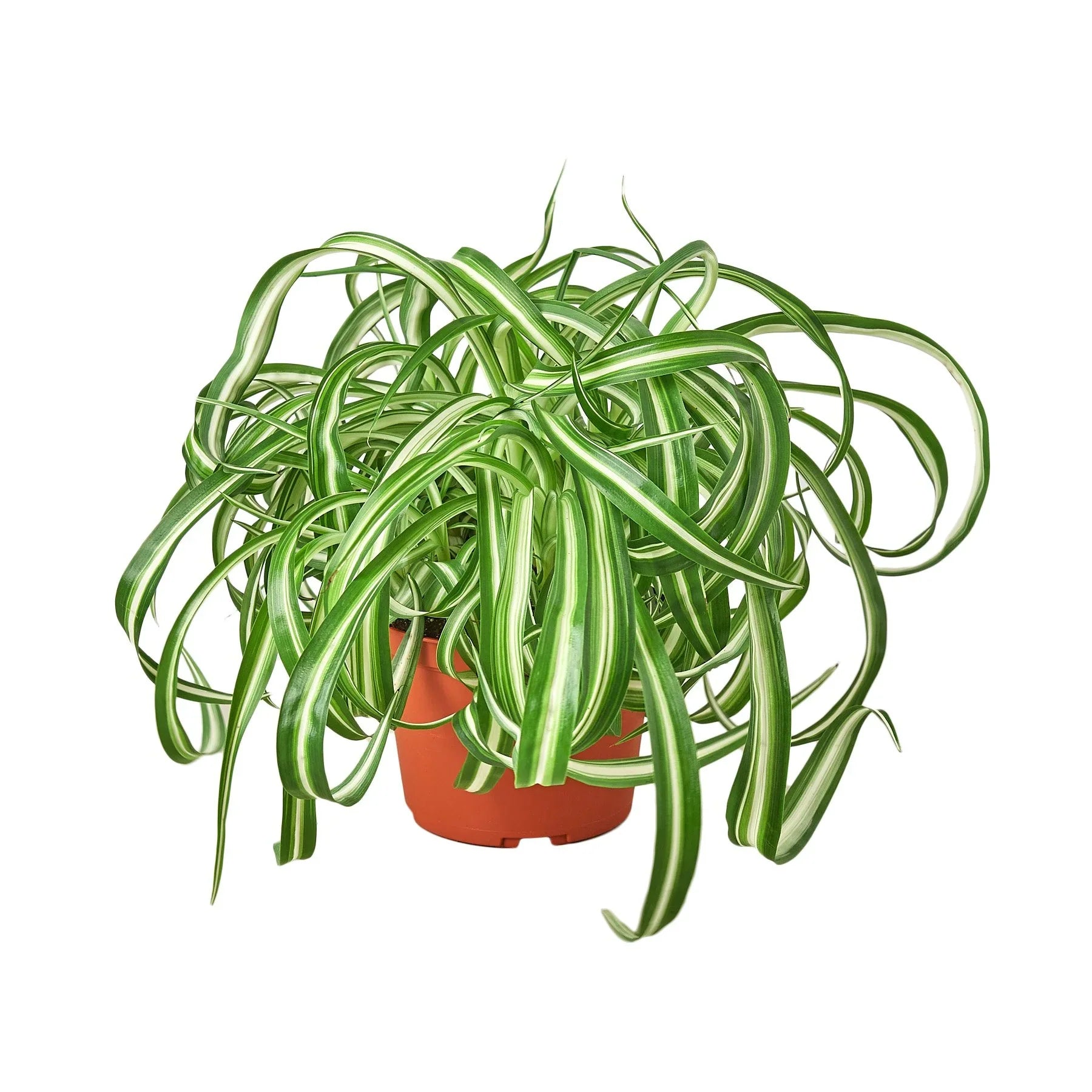 sugar for spider plants Spider Plant 'Bonnie' – Sugar Leaf Crystals