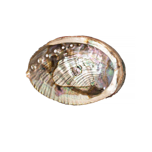 Abalone Shells 3-4"