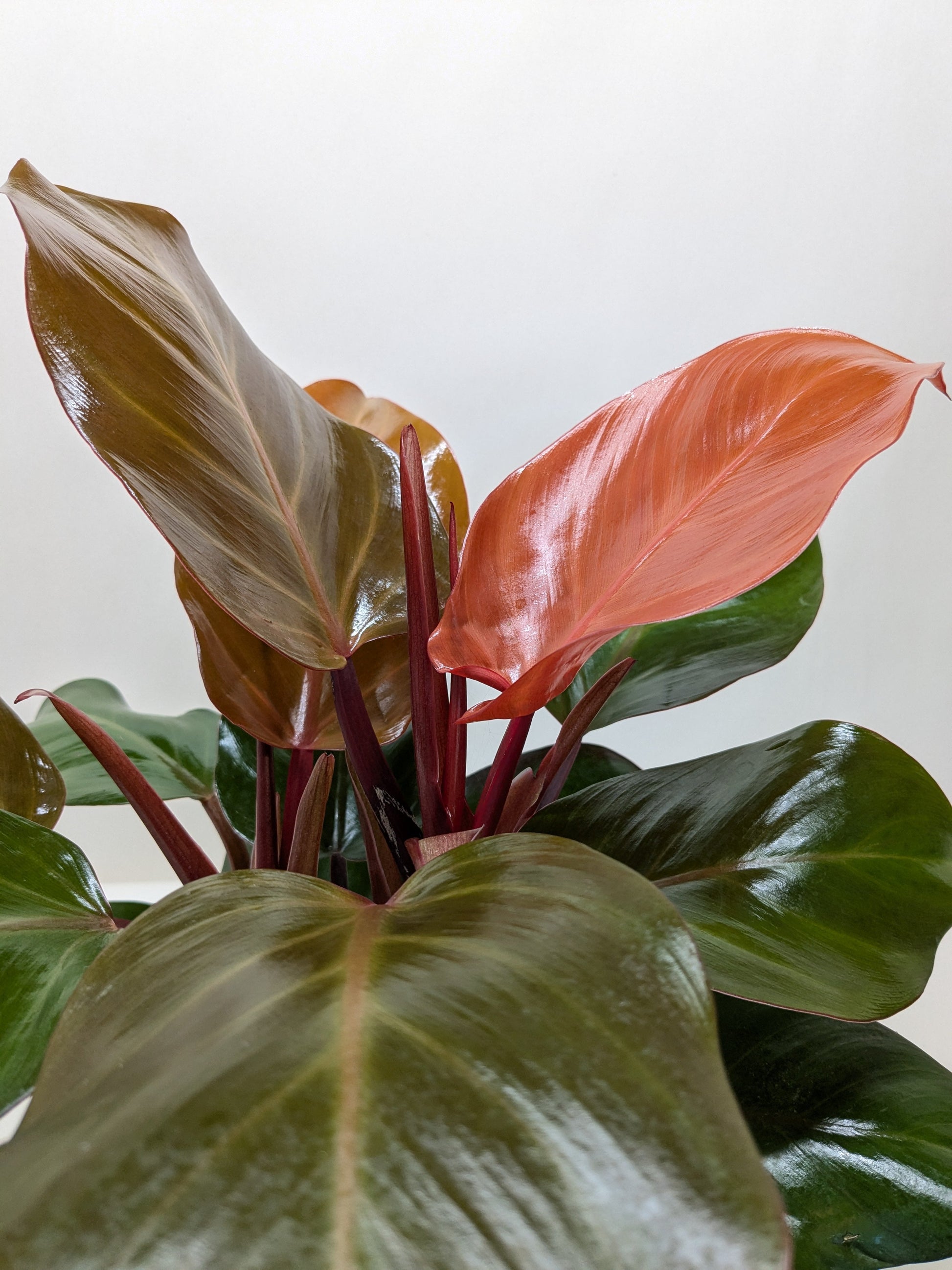 philodendron crystals Philodendron 'Sun Red'