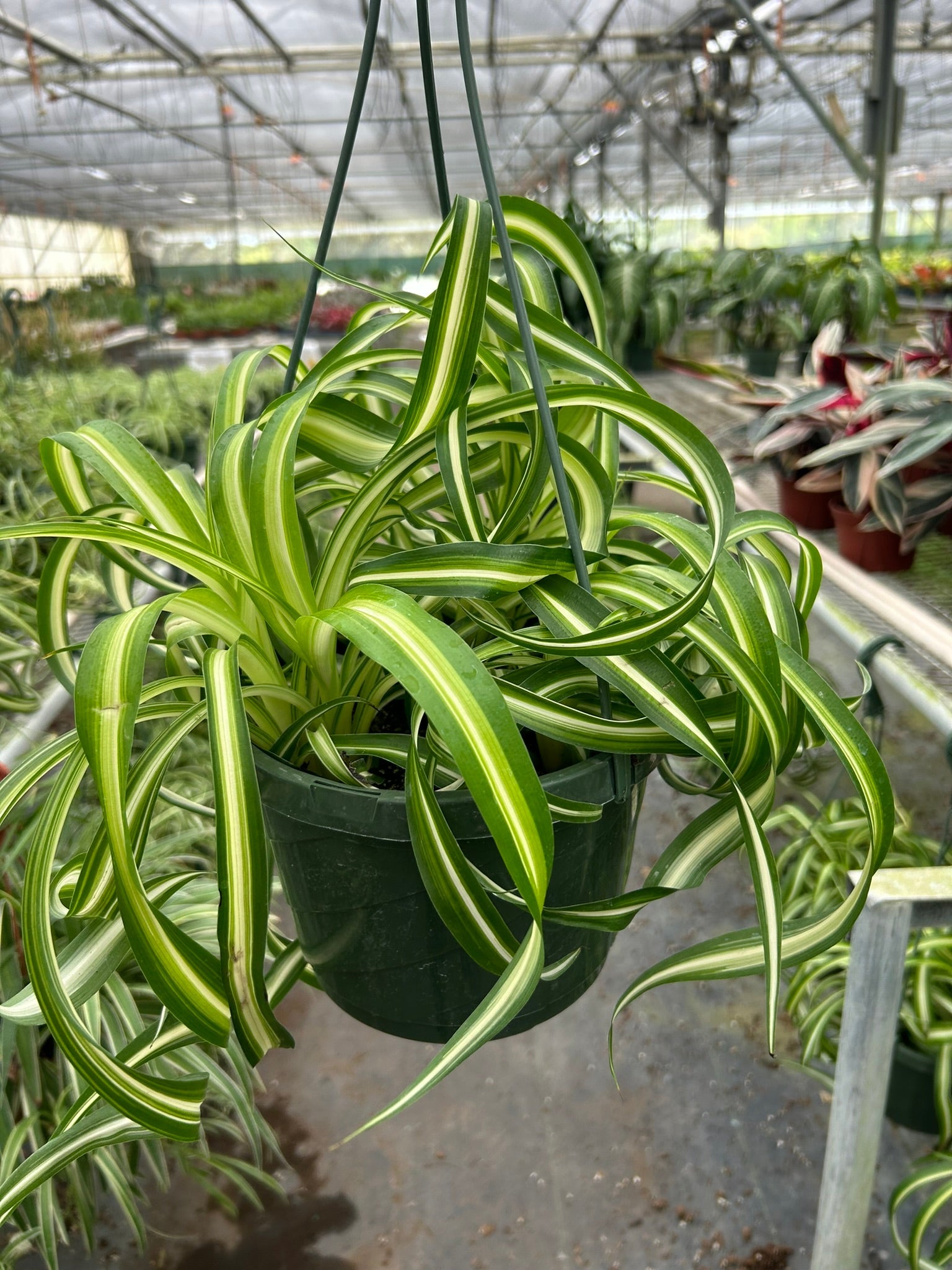 sugar for spider plant Spider Plant 'Bonnie' – Sugar Leaf Crystals