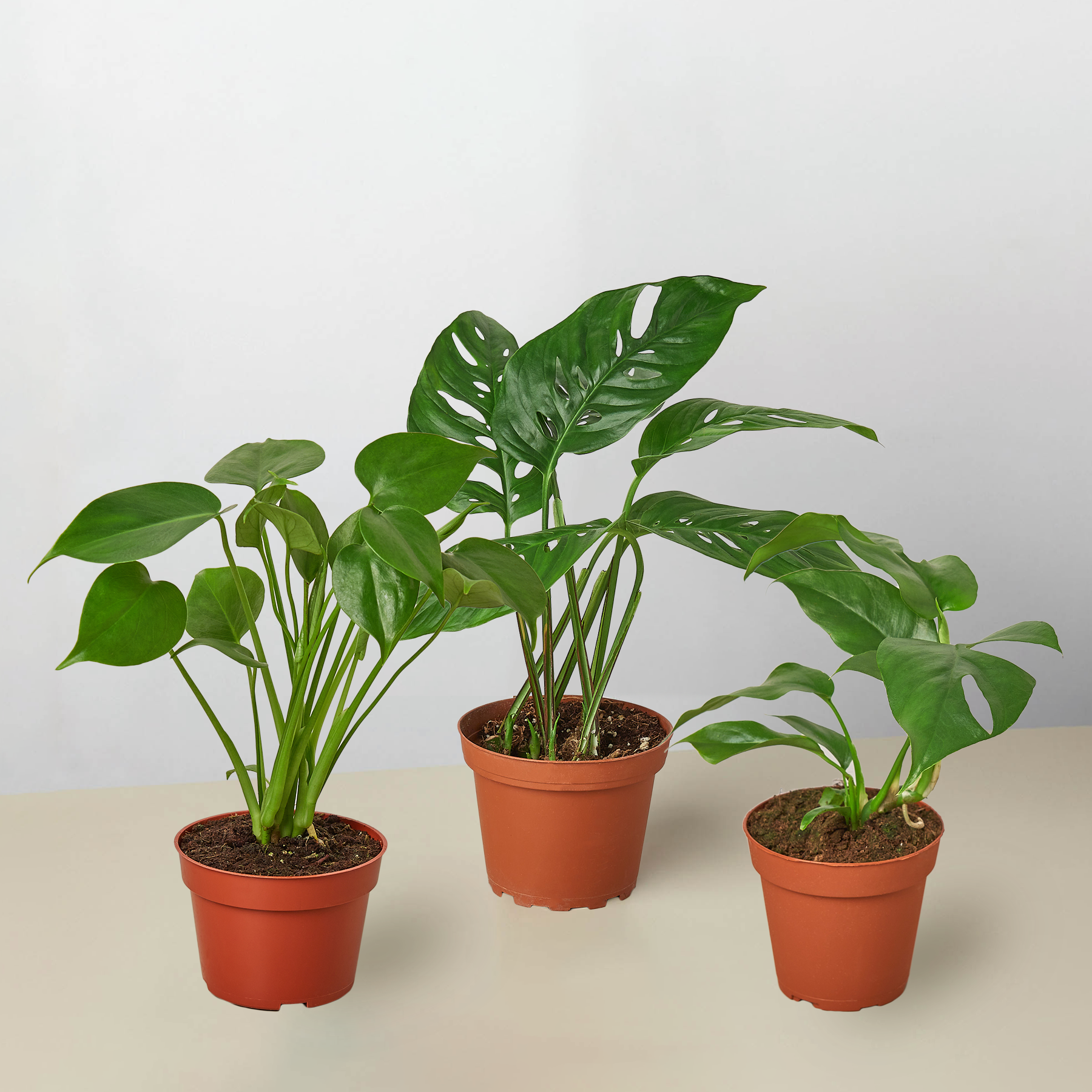 sugar water for monstera plant Monstera Bundle – Sugar Leaf Crystals