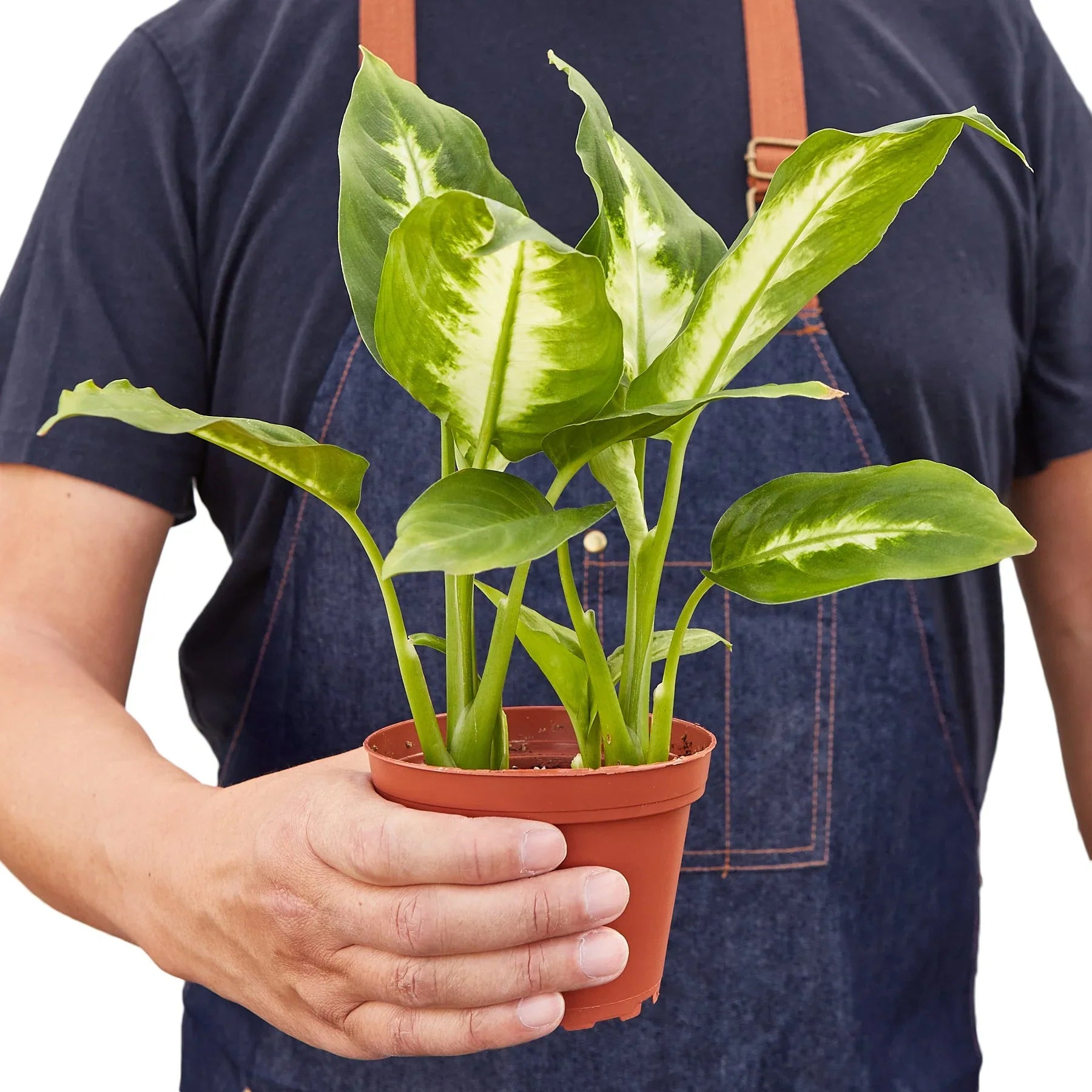 crystal from dieffenbachia Dieffenbachia Camille – Sugar Leaf Crystals