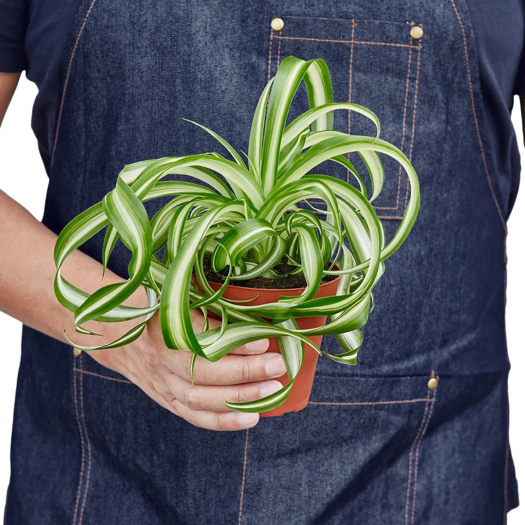 sugar for spider plant Spider Plant 'Bonnie' – Sugar Leaf Crystals
