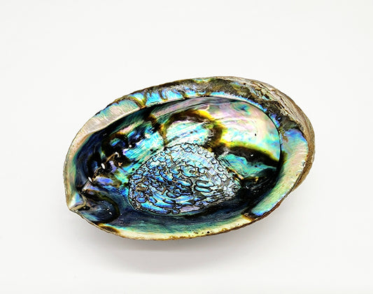 Abalone Shells XL 6-7"