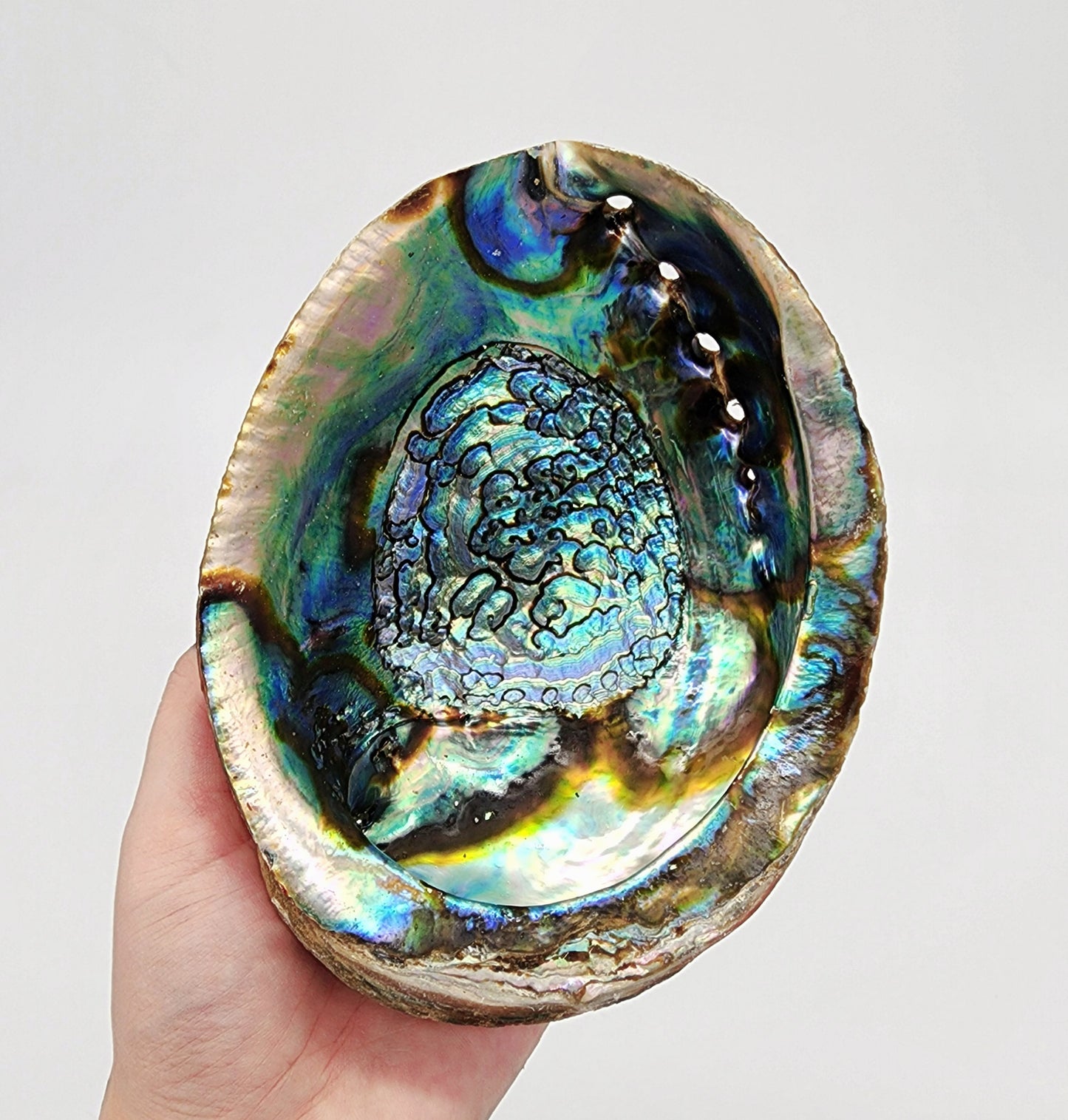 Abalone Shells XL 6-7"